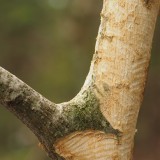 Beech tree with bark eaten off